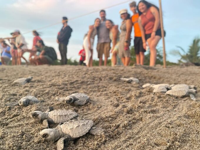 Puerto Vallarta: Baby Turtle Release in Conservation Area - Frequently Asked Questions