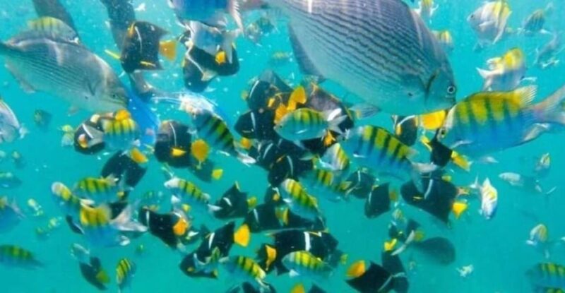 Puerto Vallarta: Beach, Breakfast, Lunch & Open Bar - Itinerary Highlights
