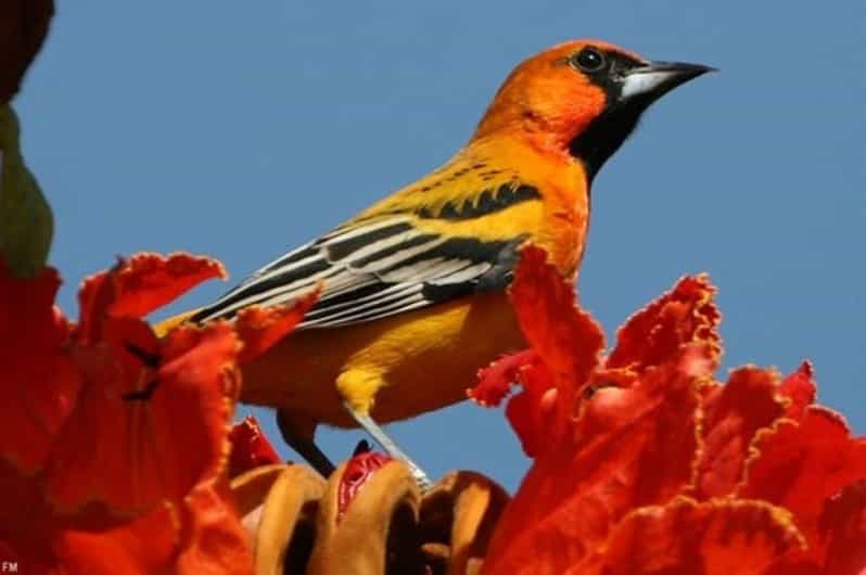 Puerto Vallarta: Birdwatching at Vallarta Botanical Garden - Key Points