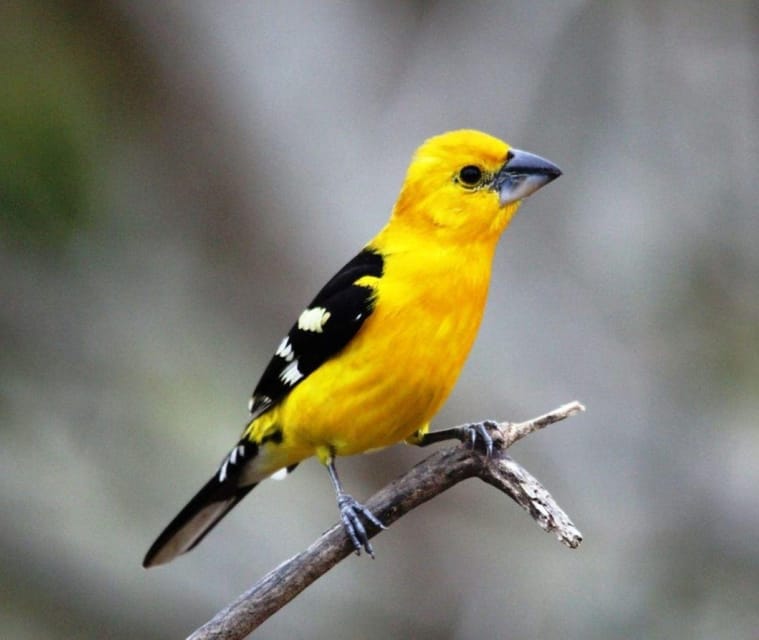 Puerto Vallarta: Birdwatching at Vallarta Botanical Garden - Location and Significance
