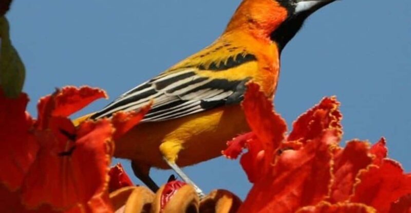 Puerto Vallarta: Birdwatching at Vallarta Botanical Garden - Guided Birdwatching Experience