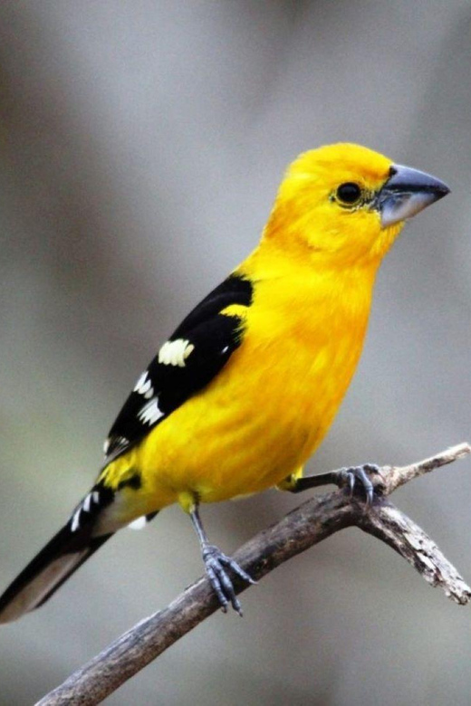 Puerto Vallarta: Birdwatching at Vallarta Botanical Garden - Visitor Testimonials
