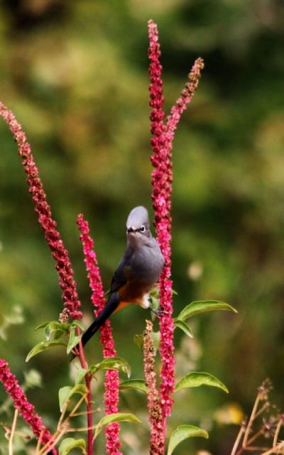 Puerto Vallarta: Birdwatching at Vallarta Botanical Garden - Frequently Asked Questions