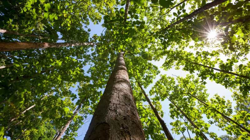 Puerto Vallarta: Canopy and Zip Lines in Puerto Vallarta - Key Points