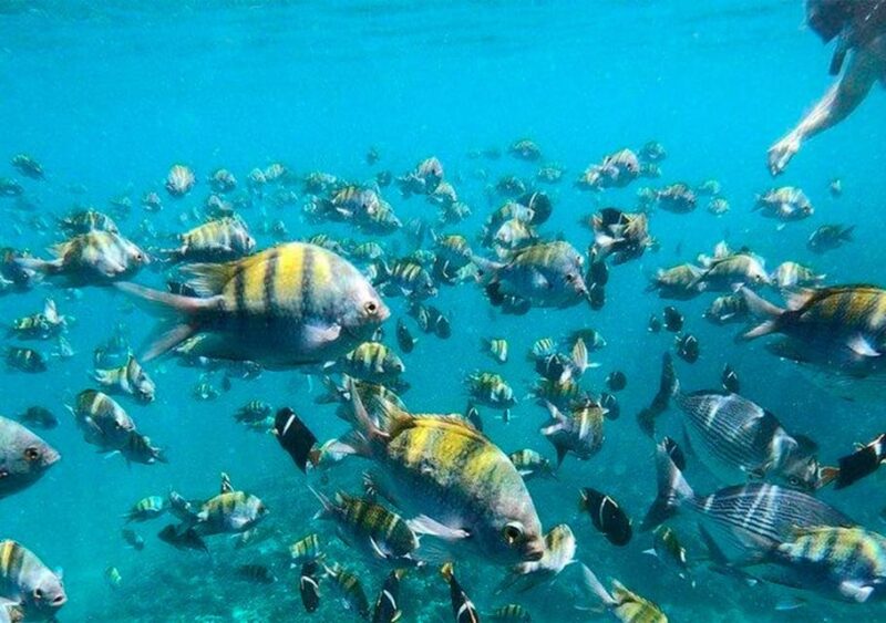 Puerto Vallarta: Cruise, Breakfast, Lunch + Open Bar Onboard - Restrictions