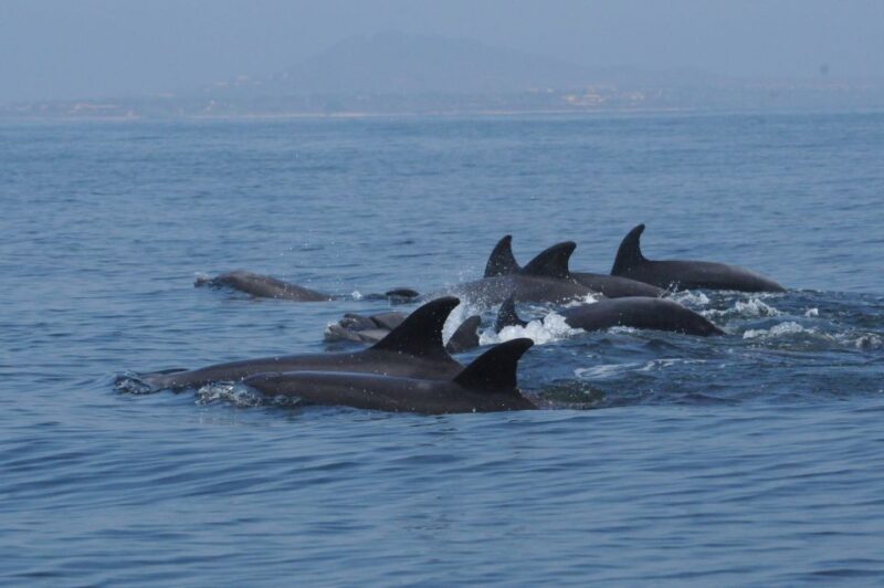 Puerto Vallarta: Dolphin Watching Cruise With a Biologist - Itinerary and Activities