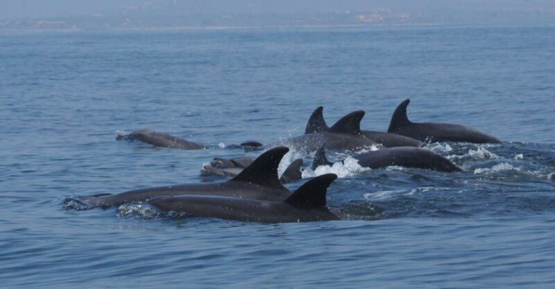 Puerto Vallarta: Dolphin Watching Cruise With a Biologist - Inclusions and Exclusions
