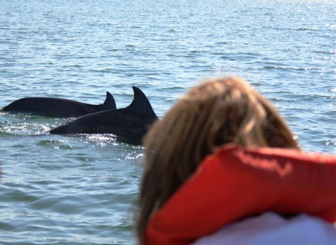 Puerto Vallarta: Dolphin Watching Cruise With a Biologist - Customer Reviews