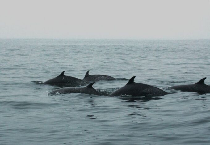 Puerto Vallarta: Dolphin Watching Cruise With a Biologist - Getting to the Meeting Point