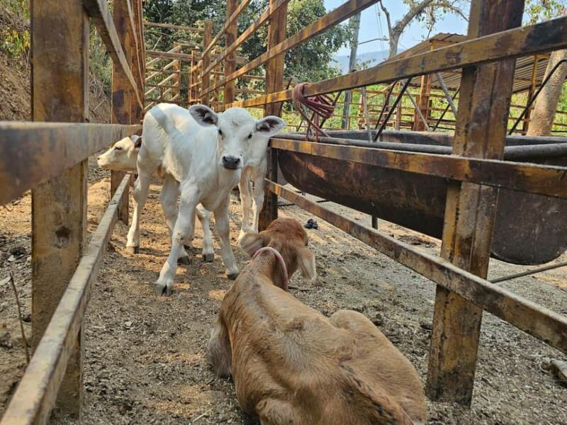 Puerto Vallarta: Hands-on Farm Experience from Cow to Cheese - The Sum Up