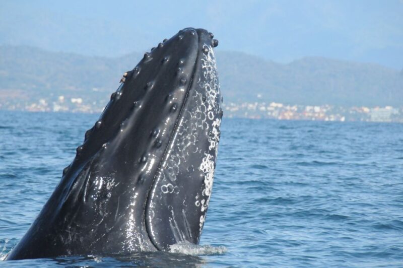 Puerto Vallarta: Humpback Whale Research Adventure Tour - Tour Overview