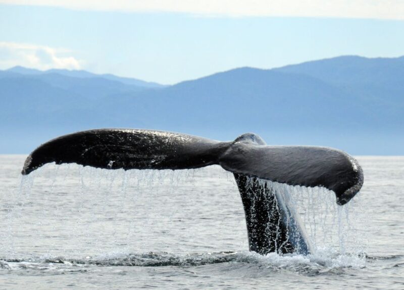Puerto Vallarta: Humpback Whale Research Adventure Tour - Starting Location and Languages