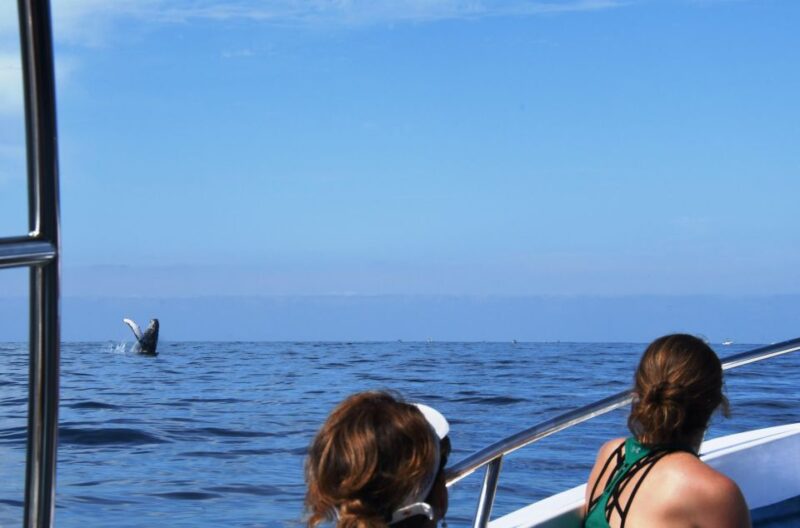 Puerto Vallarta: Humpback Whale Research Adventure Tour - Inclusions