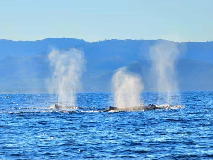 Puerto Vallarta: Humpback Whale Watching  Season - Key Points