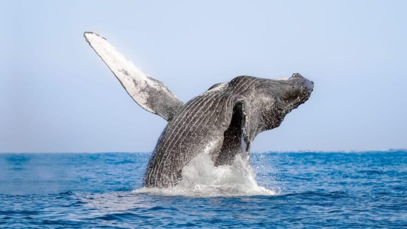 Puerto Vallarta: Humpback Whale Watching  Season - Experience Highlights