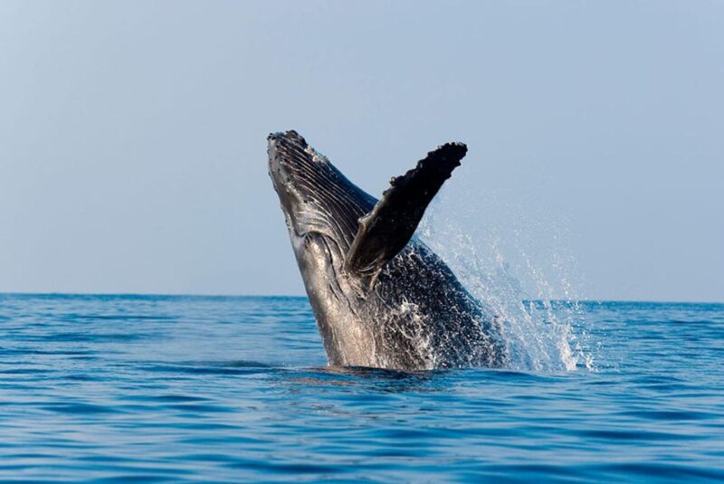 Puerto Vallarta: Humpback Whale Watching  Season - Booking Information