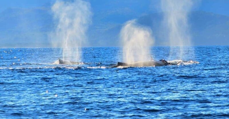 Puerto Vallarta: Humpback Whale Watching  Season - Educational and Conservation Focus