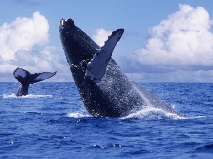 Puerto Vallarta: Humpback Whale Watching  Season - Whale Sighting Opportunities