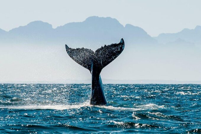 Puerto Vallarta: Humpback Whale Watching  Season - Local Cuisine and Refreshments