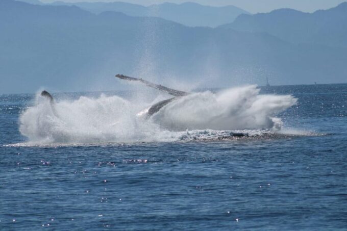 Puerto Vallarta: Humpback Whale Watching  Season - Preparing for the Adventure