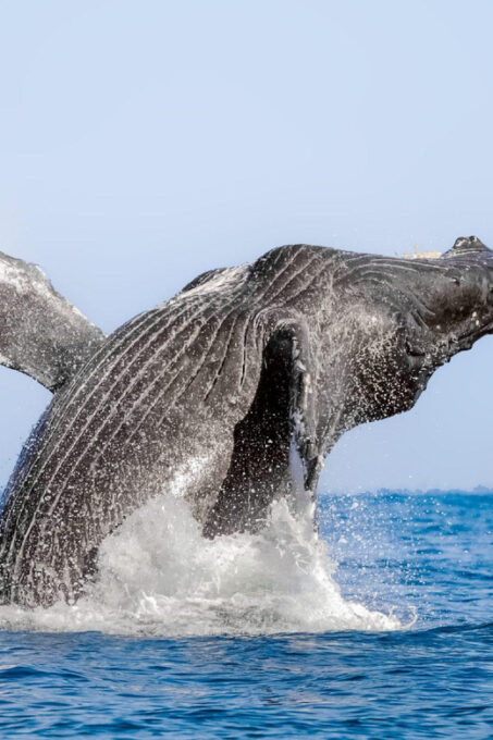 Puerto Vallarta: Humpback Whale Watching  Season - Frequently Asked Questions