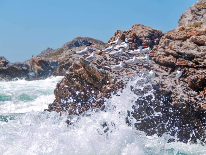 Puerto Vallarta: Isla Marietas Snorkeling, Kayak, Paddle, All Inclusive Meals - Destination Accessibility
