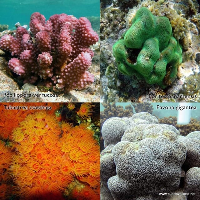 Puerto Vallarta: Marietas Island Experience & Hidden Beach - Marine Life Encounters