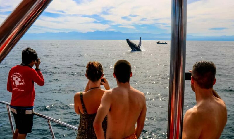 Puerto Vallarta: Mega Yacht Whale Watching Sunset Cruise - The Experience in Detail
