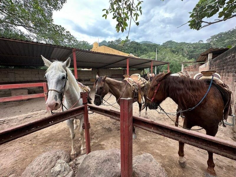 Puerto Vallarta: Mountain Waterfall Horseback Riding Tour - Experience Highlights