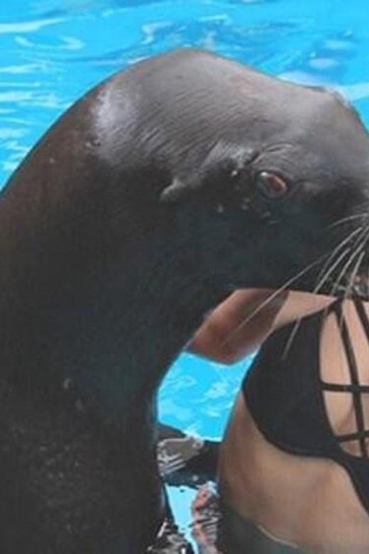 Puerto Vallarta: Ocean Mania - Key Points