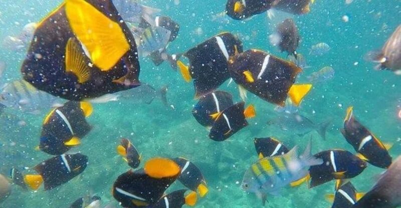 Puerto Vallarta: Pirate Ship Adventure and More Activities - Snorkeling and Beach Activities