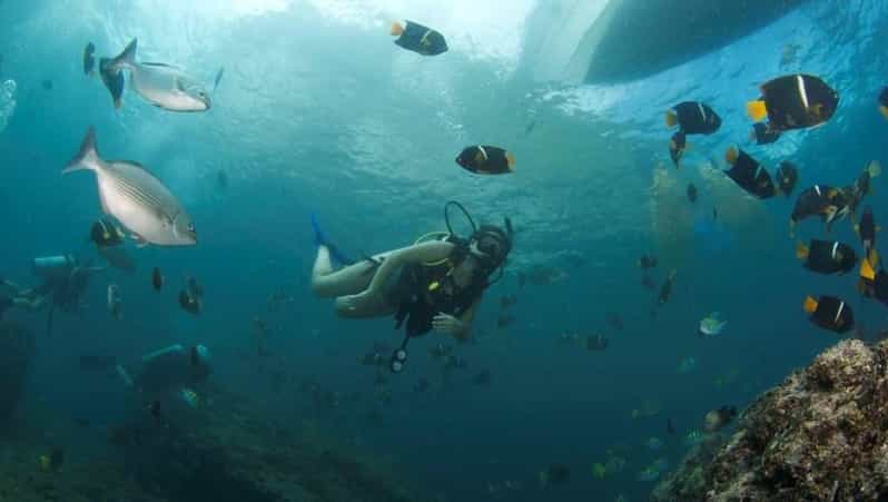 Puerto Vallarta: Scuba Dive at Marietas Islands - Diving Experience