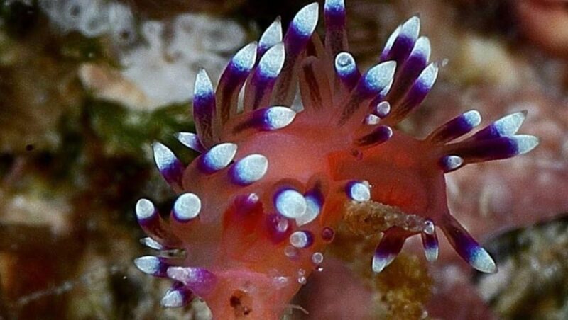 Puerto Vallarta: Scuba Dive at Marietas Islands - Frequently Asked Questions