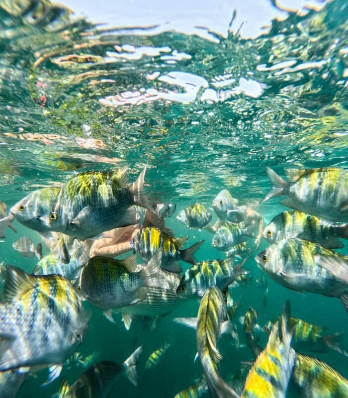 Puerto Vallarta: Snorkel With Tropical Fishes & Canopy Tour - Las Ánimas Adventure Park: Over 20 Jungle Challenges