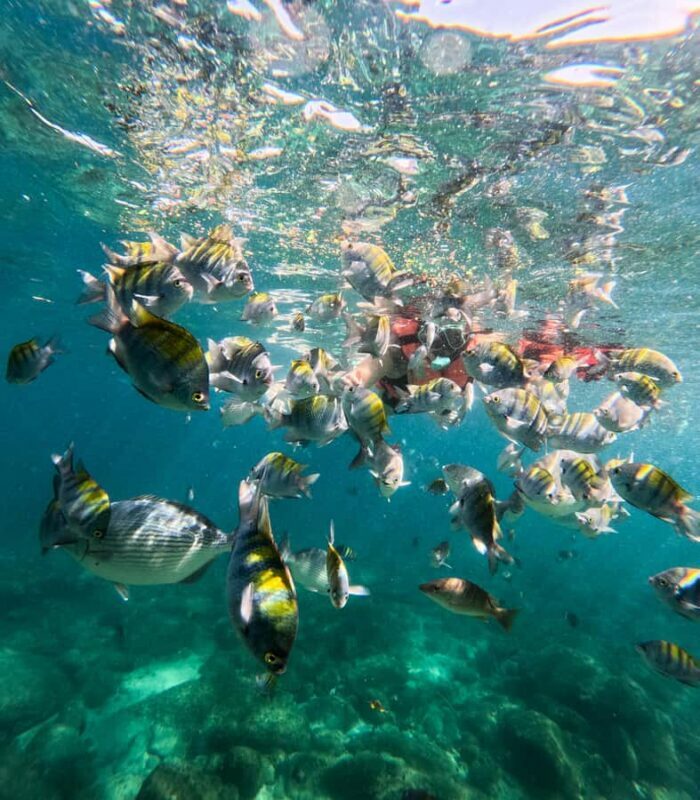 Puerto Vallarta: Snorkel With Tropical Fishes & Canopy Tour - What Travelers Say
