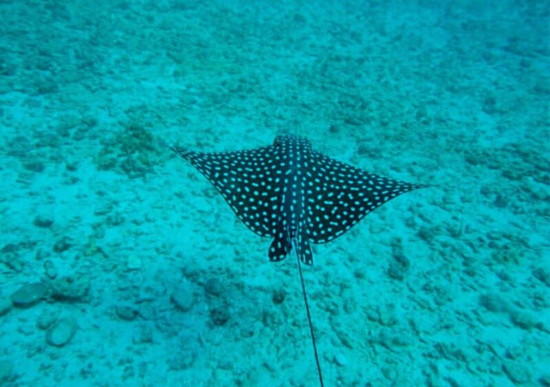 Puerto Vallarta: Snorkeling, Beach, Sailing to Marietas Park - Sightseeing and Bird Watching