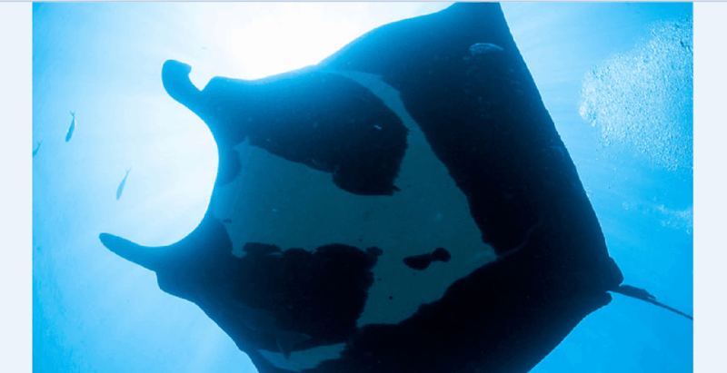 Puerto Vallarta: The Chimo Scuba Diving Expedition - Explore Vibrant Marine Life