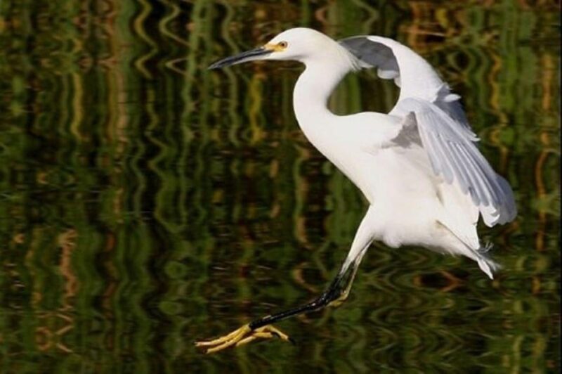 Puerto Vallarta: The Mouth of the Ameca River Birds - Key Points