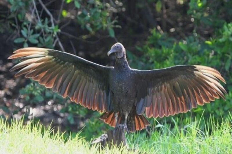 Puerto Vallarta: The Mouth of the Ameca River Birds - Experience Highlights