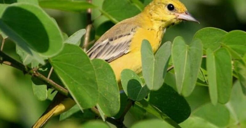 Puerto Vallarta: The Mouth of the Ameca River Birds - Avian Diversity