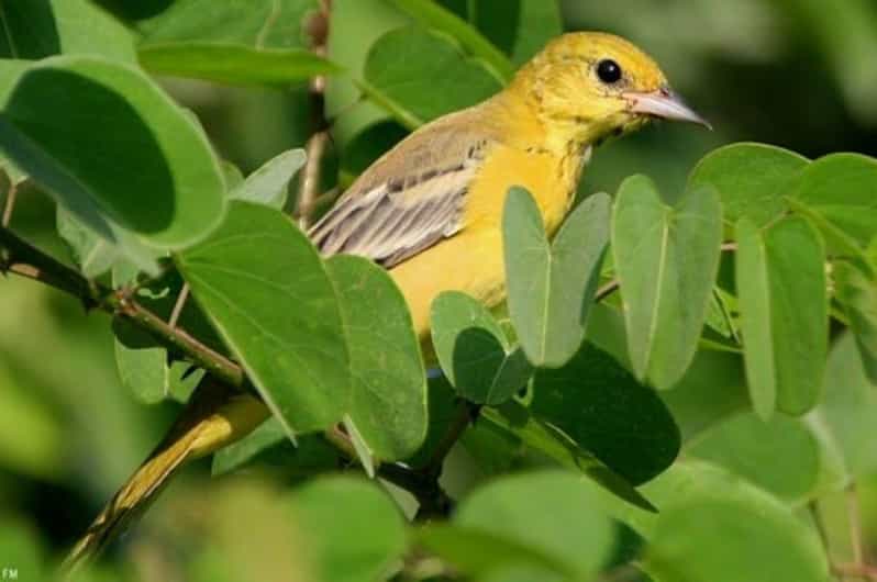 Puerto Vallarta: The Mouth of the Ameca River Birds - Bird Observation