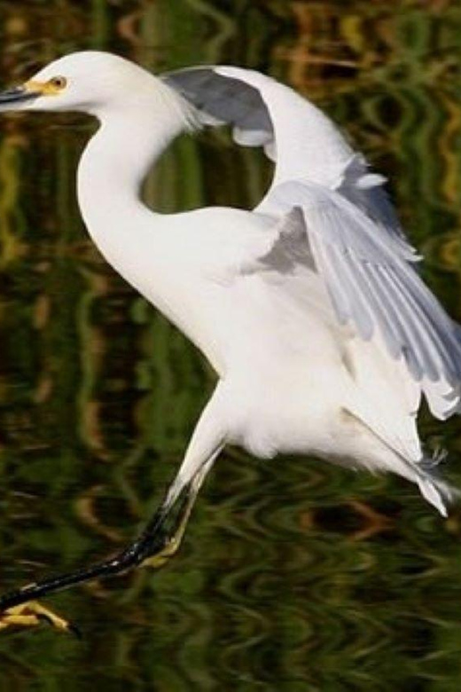 Puerto Vallarta: The Mouth of the Ameca River Birds - Wetland Exploration