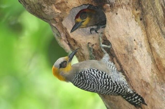 Puerto Vallarta: The Mouth of the Ameca River Birds - Guided Expertise