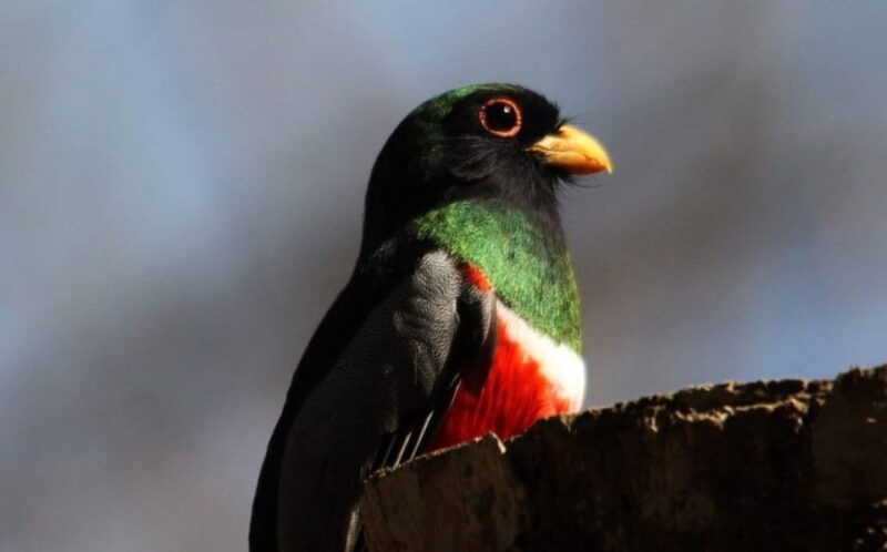 Puerto Vallarta: Tour at El Tuito and Rancho Primavera - Birdwatching Experience