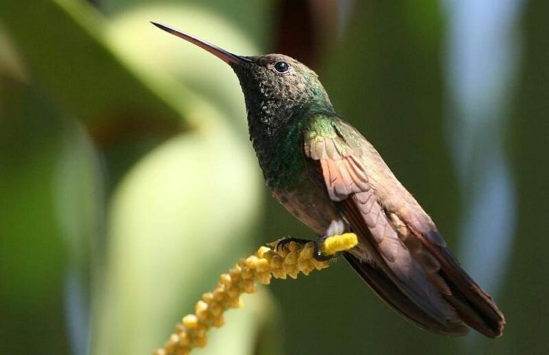 Puerto Vallarta: Tour at El Tuito and Rancho Primavera - Transportation Details