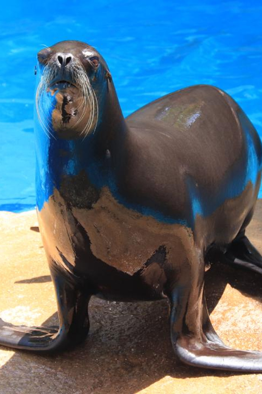 Puerto Vallarta: Unforgettable Sea Lion Encounter - Activity Overview