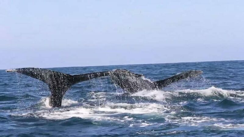 Puerto Vallarta: Whale & Dolphin Watching with Hydrophone - Experience the Magic of Marine Life in Puerto Vallarta