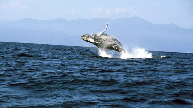 Puerto Vallarta: Whale & Dolphin Watching with Hydrophone - Key Points