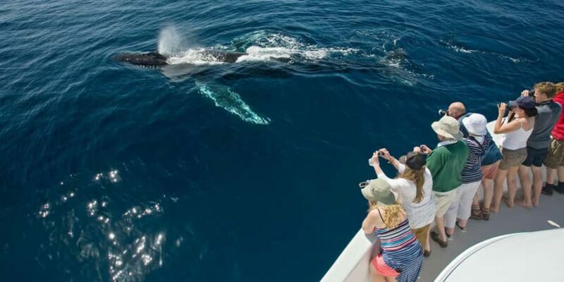 Puerto Vallarta: Whale & Dolphin Watching with Hydrophone - Who Will Benefit Most from This Tour?