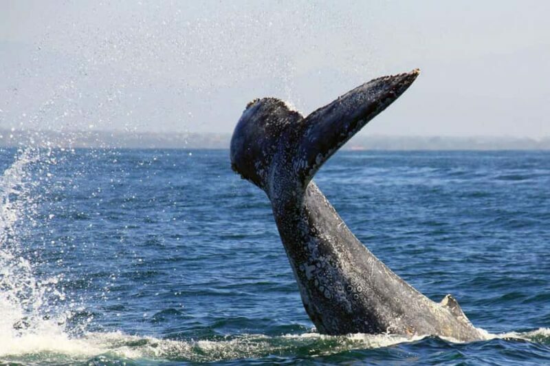 Puerto Vallarta: Whale & Dolphin Watching with Hydrophone - Frequently Asked Questions
